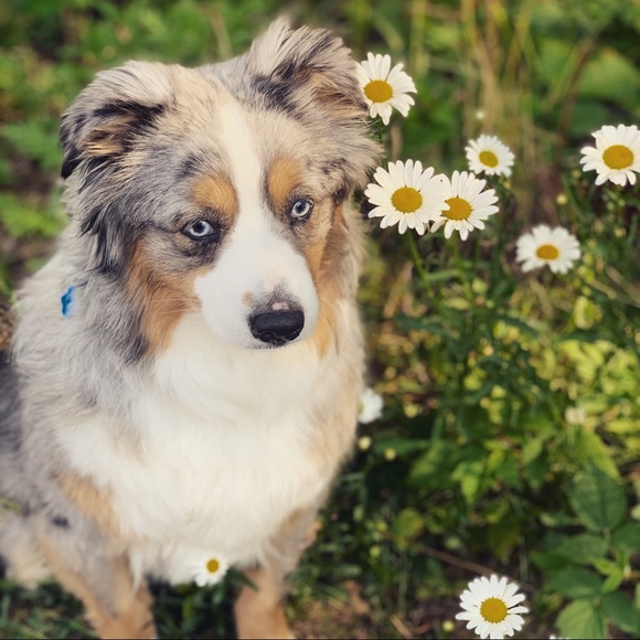 Meet your Posher, Calla - Picture 1 of 1